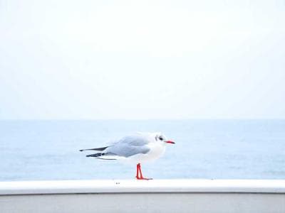 Website Landing Page